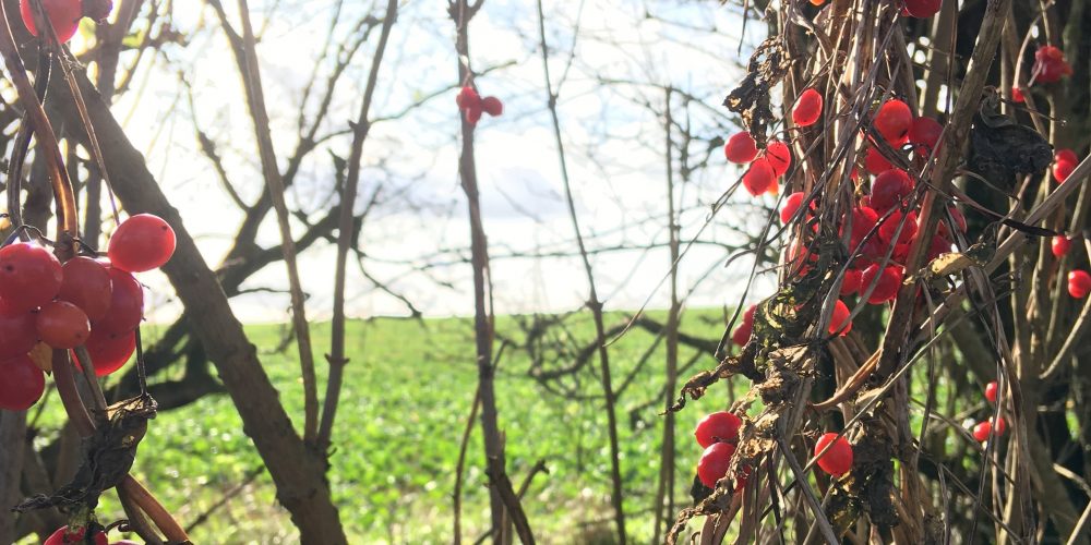 Necklace of bryony berries near Wayland Smithy.