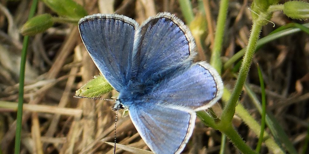 Common Blue (male). Credit gailhampshire