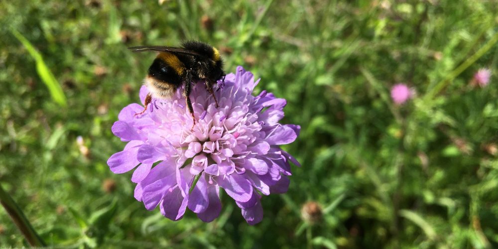 Flowers such as scabious are popular with bees. Credit Sarah Wright