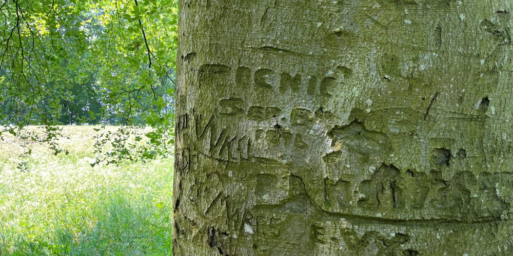 Graffiti on beech tree Picnic 1896