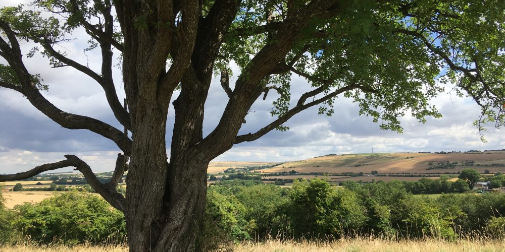 Ancient hawthorn on Smeathe's Ridge near Ogbourne St George
