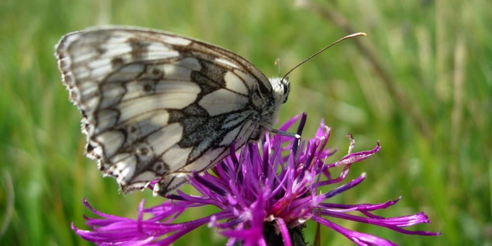 Marbled White at Seven Barrows. Credit Kate Dent