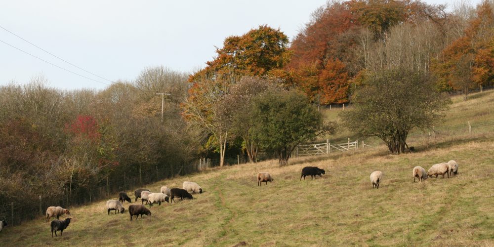 Sheep grazing at Aldbury Nowers nature reserve 2017