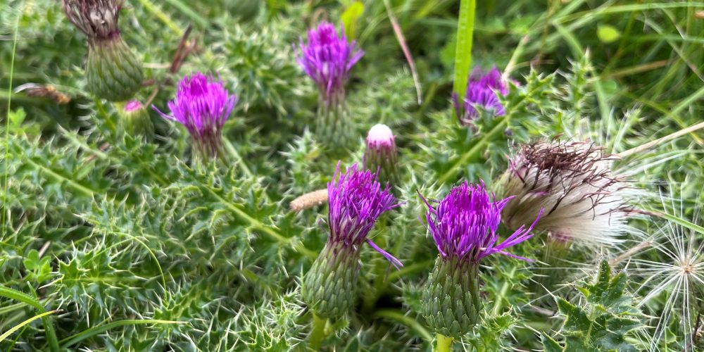 Stemless Thistle at Pitstone Hill. Credit Sarah Wright