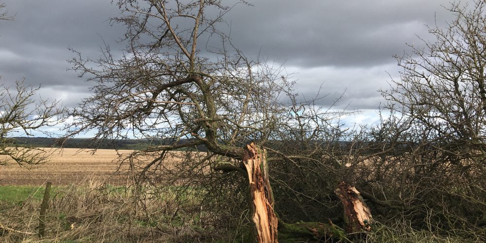 2020 storm damage to old hawthorns near Monkton Down